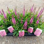 Šalvia hájna (Salvia nemorosa) ´SENSATION ROSE´ - kont. P13